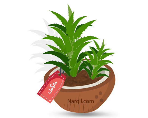 Nargil_Aloe juvenna